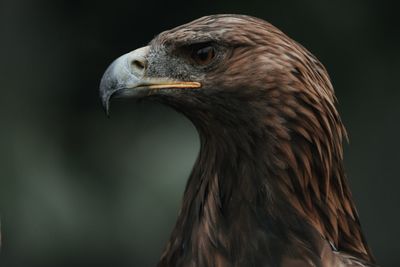 Close-up of eagle