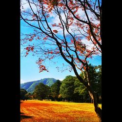 Bare trees on field against sky