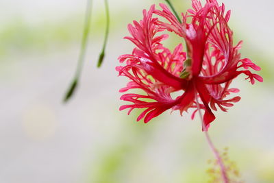 Close-up of pink flowers