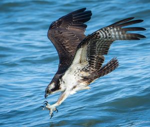 Close-up of bird flying over lake