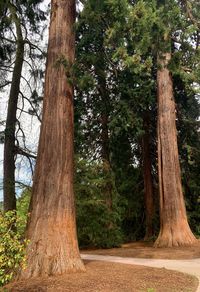 Trees in forest