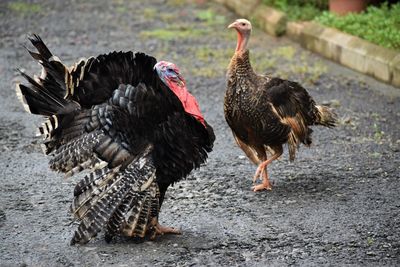 Flock of turkeys