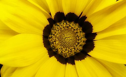 Extreme close up of yellow flower