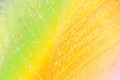 Full frame shot of leaf