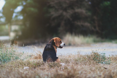 Dog looking away on field