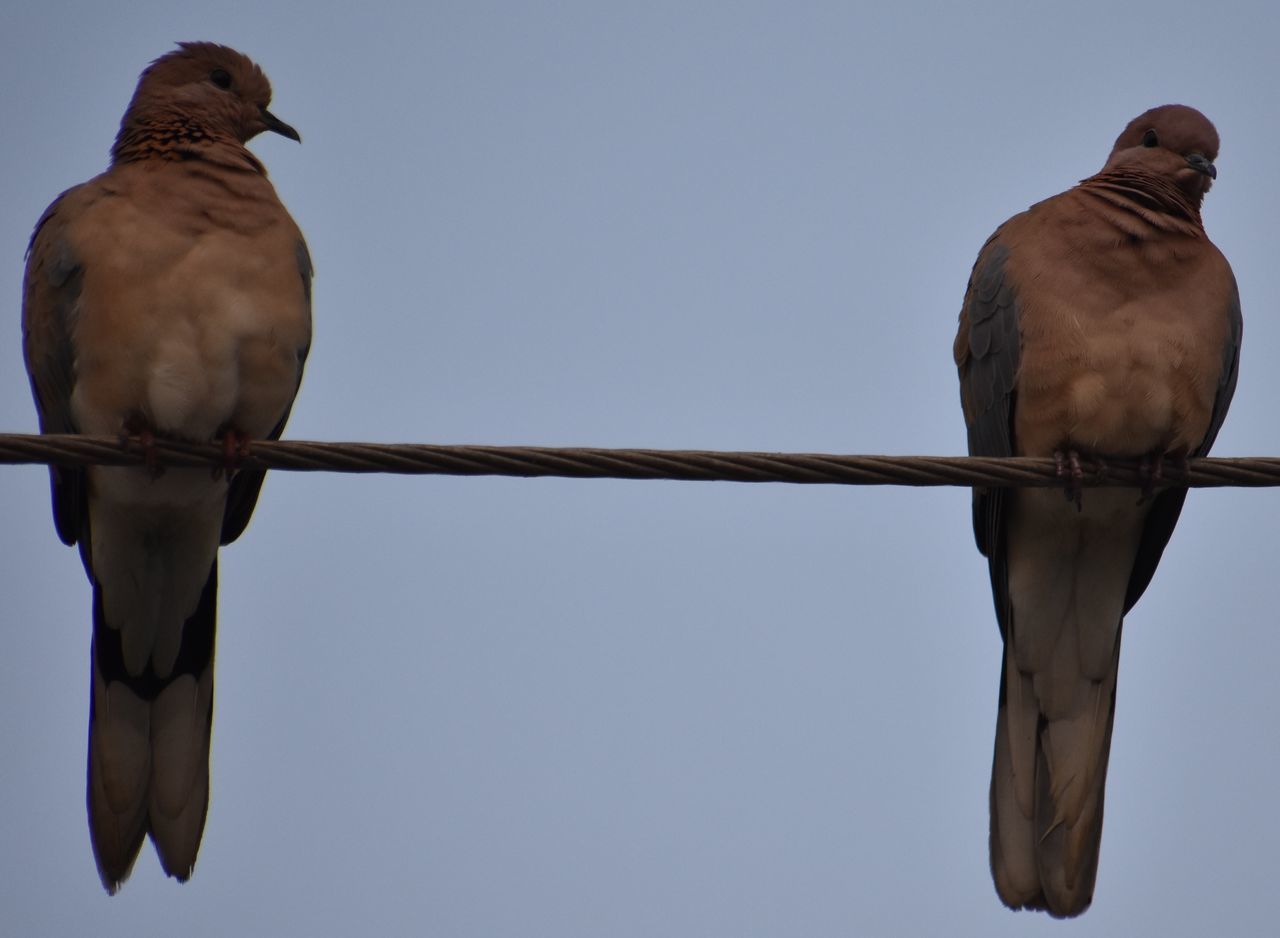 LOW ANGLE VIEW OF BIRDS PERCHING ON CABLE