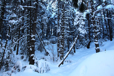 Frozen trees on landscape during winter