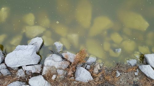 Lizard on snow against sky at night