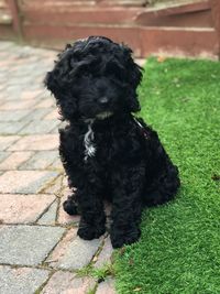 Portrait of a dog