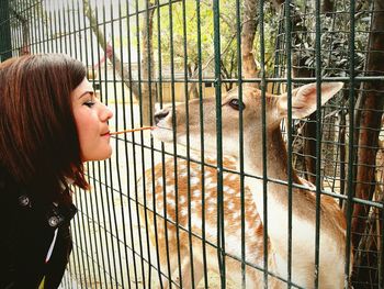 Young woman feeding deer in cage at zoo