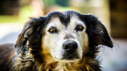 Close-up portrait of dog