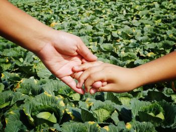 Close-up of hands holding plants