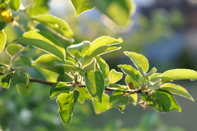 Close-up of green leaves on tree