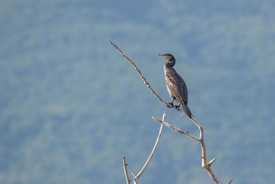 Bird perching on a tree