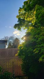 Low angle view of trees and building against sky