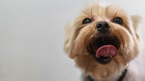 Close-up portrait of dog on white wide background