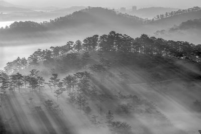 Scenic view of trees against sky in foggy weather