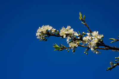 Low angle view of flower tree against blue sky