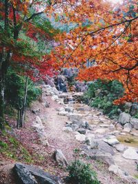 Trees in forest during autumn