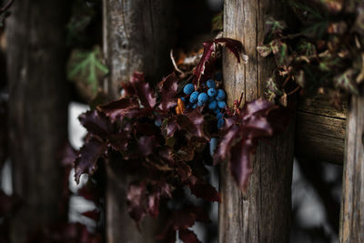 Close-up of grapes growing on tree