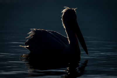 Close-up of bird in lake