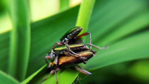 Close-up of insect on leaf