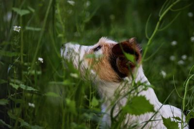 View of a dog on field