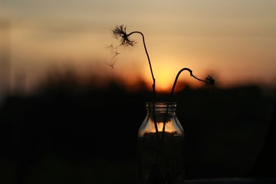 Close-up of silhouette dandelions in jar against sky during sunset