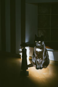 Portrait of cat on table at home