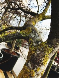 Close-up of tree trunk