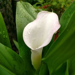 Close-up of wet white flowering plant