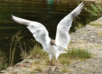 Close-up of bird in water
