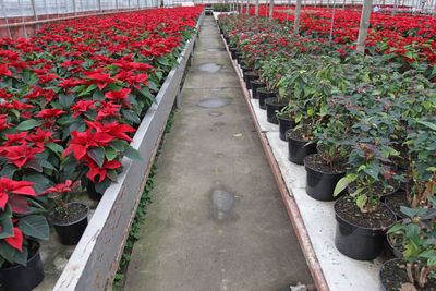 Red flowers in greenhouse