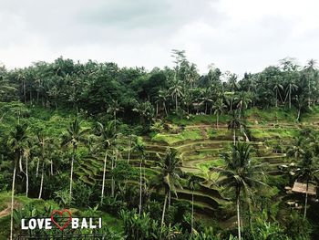 Plants growing on field against sky