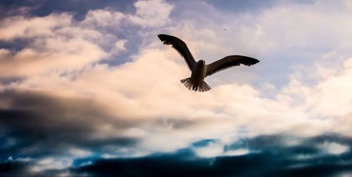 Low angle view of eagle flying against sky