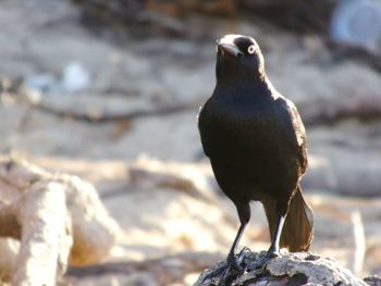 Close-up of bird perching on rock