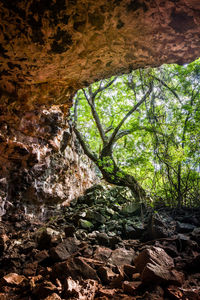 Low angle view of tree trunk