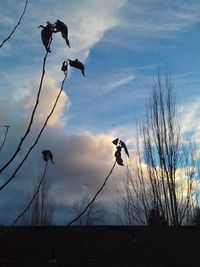 Low angle view of silhouette bird on bare tree against sky