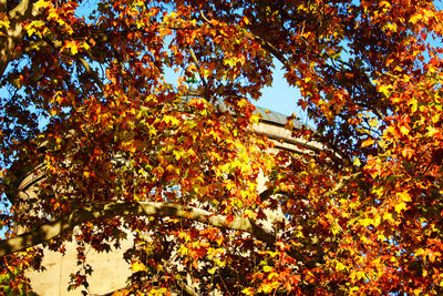 Low angle view of autumnal trees against sky