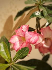 Close-up of pink rose plant