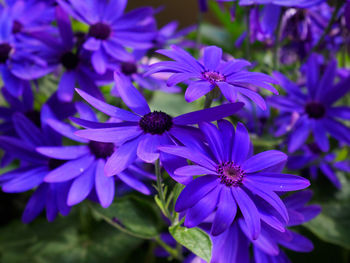 Close-up of purple flowers