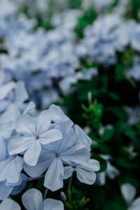 Close-up of flowers