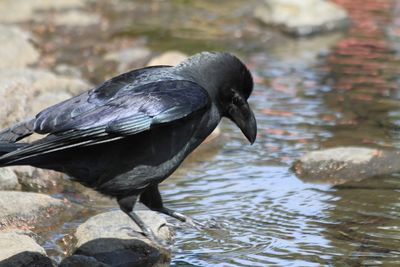 Close-up of crow on rock by lake