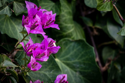 Close-up of purple hydrangea blooming outdoors