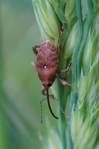 Vertical closeup on a small european carpophagus weevil , curculio glandium , hanging in the grass