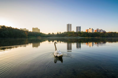 Birds in a lake