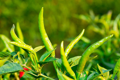 Close-up of plant growing on field