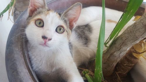 Close-up portrait of cat