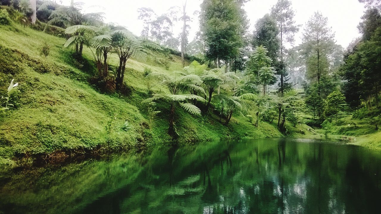 water, tree, tranquility, tranquil scene, reflection, scenics, green color, beauty in nature, nature, lake, growth, waterfront, forest, idyllic, lush foliage, non-urban scene, river, plant, green, day