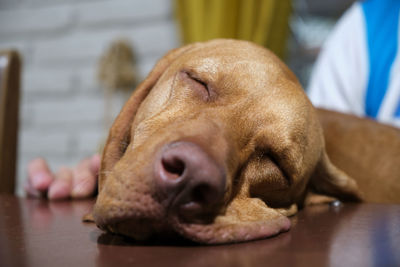 A little brown puppy vizsla sleeping